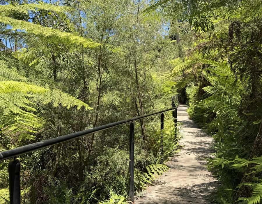 Blue Mountains Tour, Katoomba Falls & Cockatoos Small Group - Echo Point and the Three Sisters before the crowds