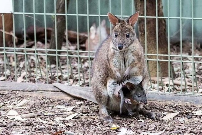 Blue Mountains Tour PRIVATE with Wildlife Park and River Cruise - Leura, Katoomba Falls, and smaller viewpoints