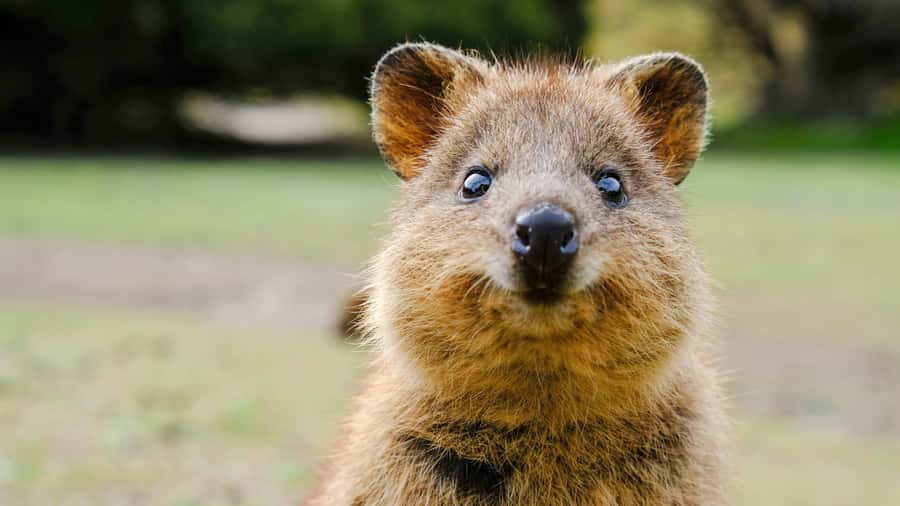 Blue Mountains Tour - Small grp, Koala, Kangaroo & Waterfall - Leura gives you a proper lunch break