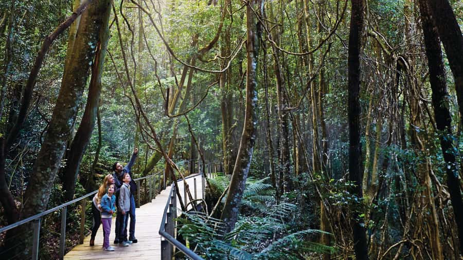 Blue Mountains Tour - Small grp, Koala, Kangaroo & Waterfall - Wentworth Falls adds a quieter walking option