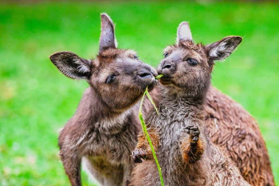 Blue Mountains Tour with Scenic World, Zoo&Bilingual Driver - Scenic World and three very different rides