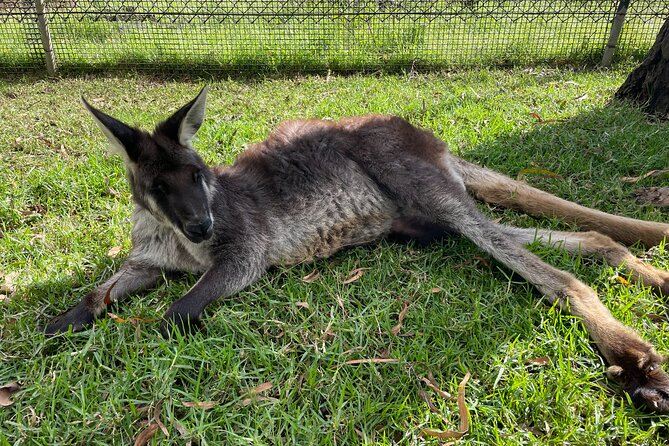 Blue Mountains Wildlife Full-Day Sights and Hiking from Sydney - Mount Tomah Botanic Garden closes the day
