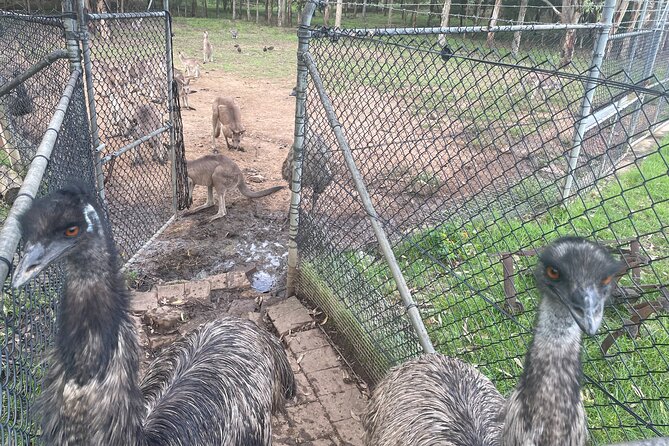 Blue Mountains Wildlife Full-Day Sights and Hiking from Sydney - Is $238.84 a fair price?