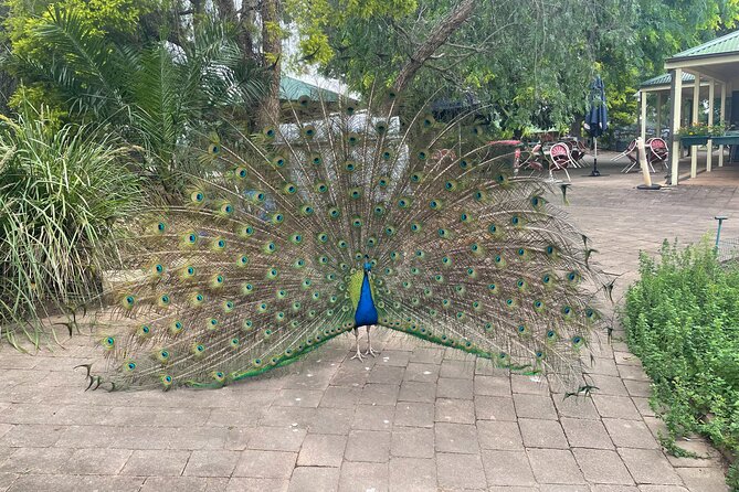 Blue Mountains Wildlife Full-Day Sights and Hiking from Sydney - Who should book this day?