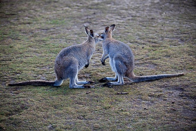 Blue Mountains Wildlife Full-Day Sights and Hiking from Sydney - What the 3-kilometre hike is really like
