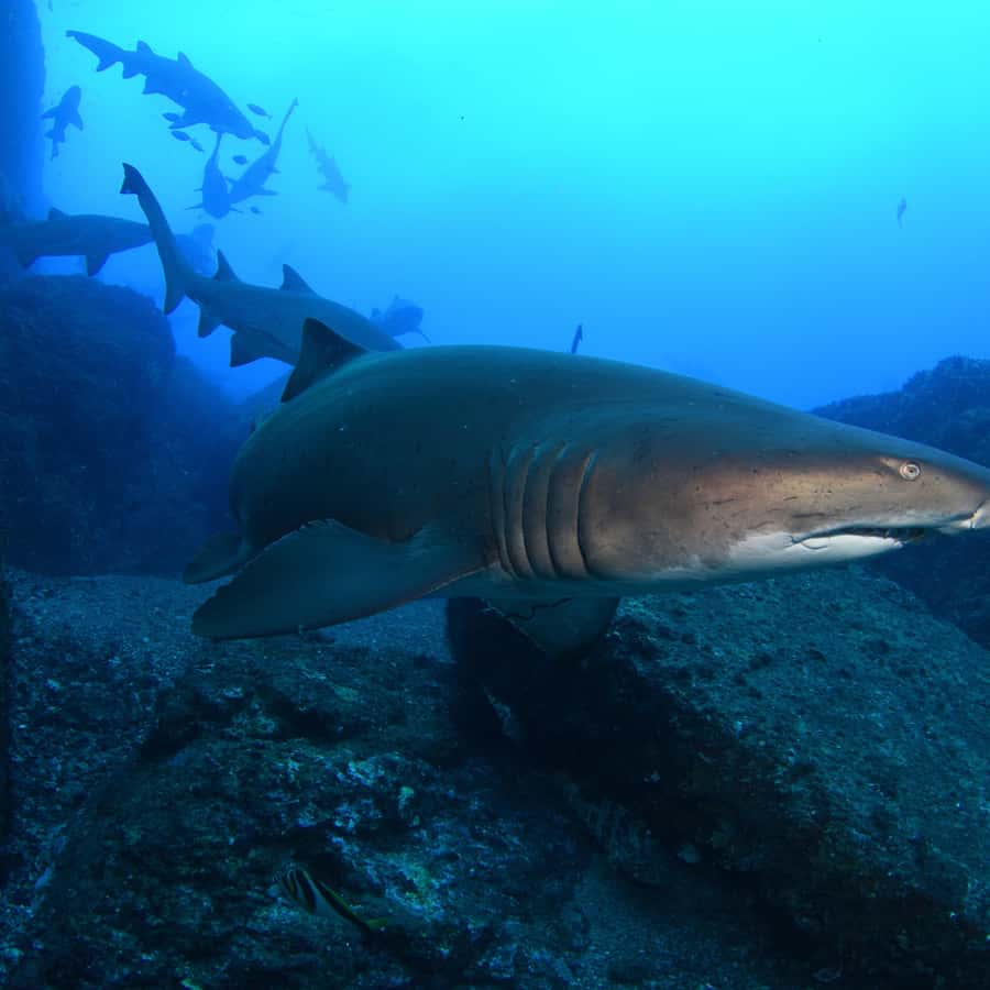 Bondi: Shark Dive at Bushrangers Bay for Certified Divers - Key points to know before you book