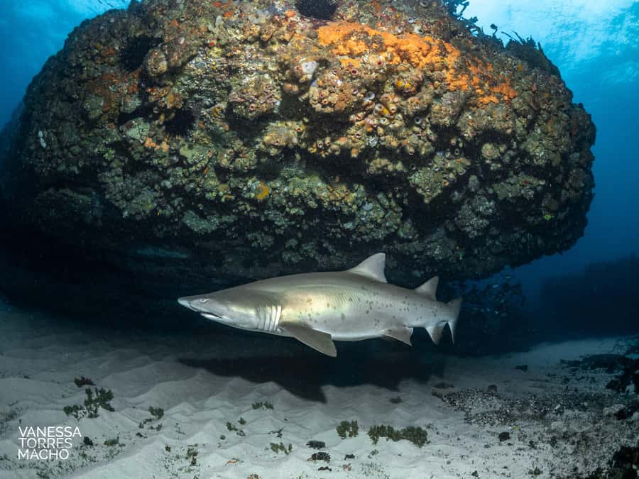 Bondi: Shark Dive at Bushrangers Bay for Certified Divers - Meeting your group at Bondi
