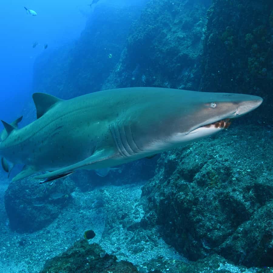 Bondi: Shark Dive at Bushrangers Bay for Certified Divers - Why Bushrangers Bay attracts grey nurse sharks