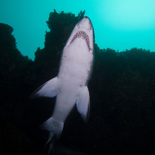 Bondi: Shark Dive at Bushrangers Bay for Certified Divers - First shore session, about 1.5 hours