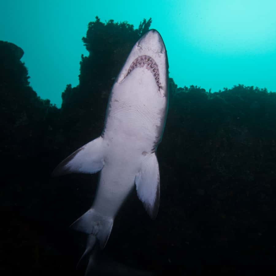 Bondi: Shark Dive at Bushrangers Bay for Certified Divers - Cold water, current, and skill level