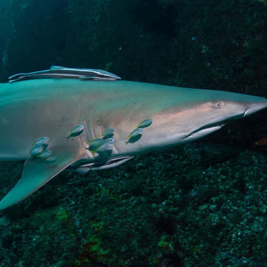 Bondi: Shark Dive at Bushrangers Bay for Certified Divers - Who will enjoy this shark encounter?