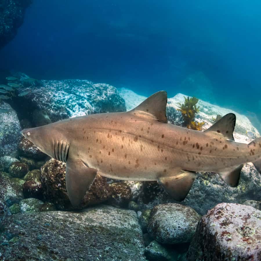 Bondi: Shark Dive at Bushrangers Bay for Certified Divers - The two-hour road trip to Shellharbour