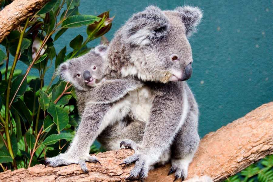 Breakfast with Koalas at WILD LIFE Zoo Darling Harbour - A koala morning in the middle of Darling Harbour