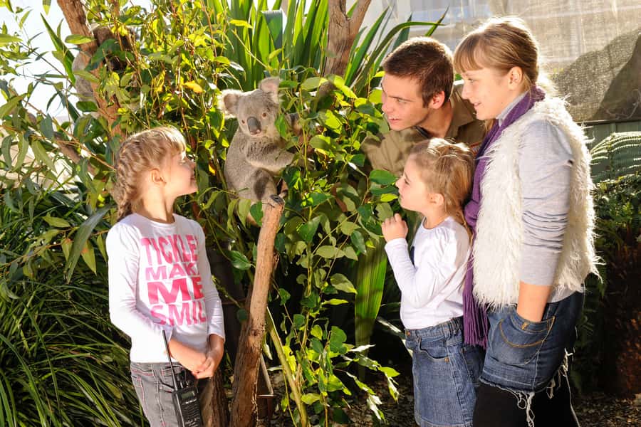 Breakfast with Koalas at WILD LIFE Zoo Darling Harbour - 8:30 to 9:30, breakfast beside the koalas