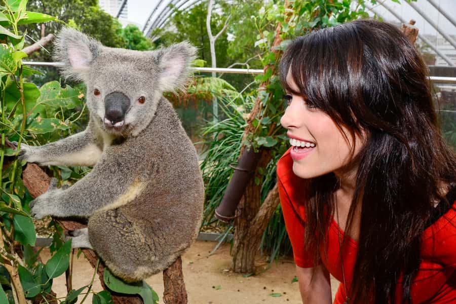 Breakfast with Koalas at WILD LIFE Zoo Darling Harbour - The photo stop and what you take home