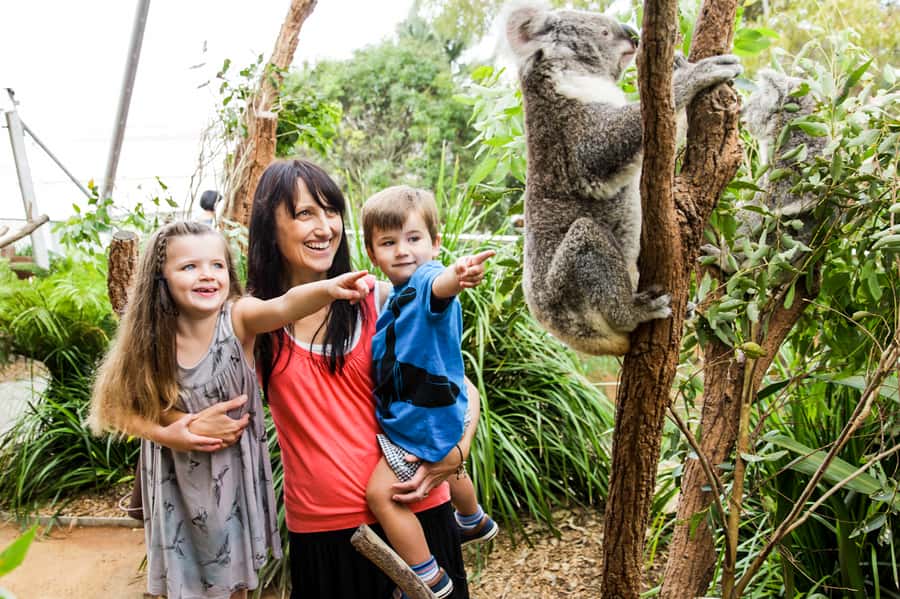 Breakfast with Koalas at WILD LIFE Zoo Darling Harbour - 9:30 onward, use the zoo ticket properly