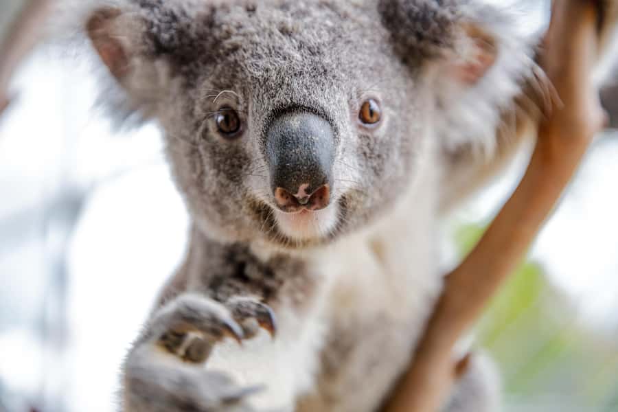 Breakfast with Koalas at WILD LIFE Zoo Darling Harbour - Is $63 good value?