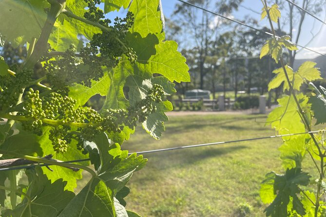 Cael’s Gate Wine and Cheese Tasting in Hunter Valley - Why the cheese and fruit matter