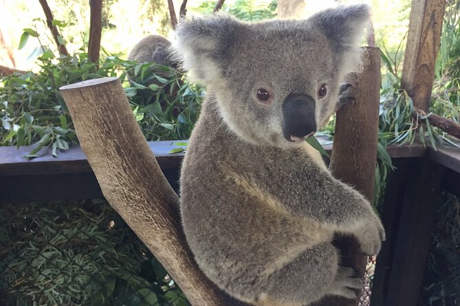 Central Coast Private Tour From Sydney, with Australian Reptile Park Option - Pelicans at The Entrance