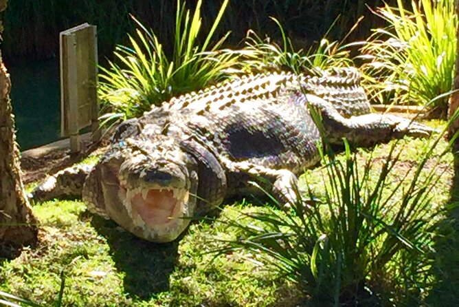 Central Coast Private Tour From Sydney, with Australian Reptile Park Option - Crackneck Lookout during whale season