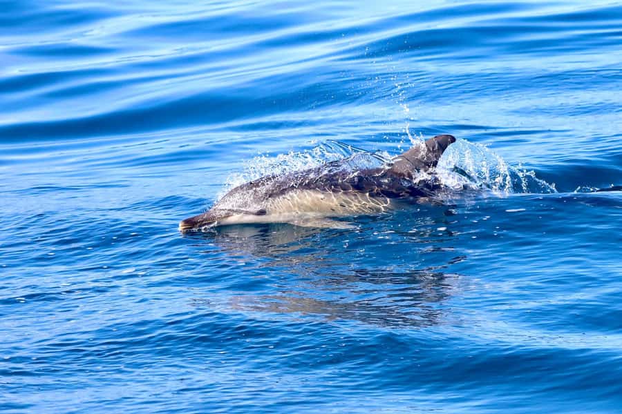 Coastal 2.5-hour Adventure Boat Tour from Newcastle - Key points to know before you go