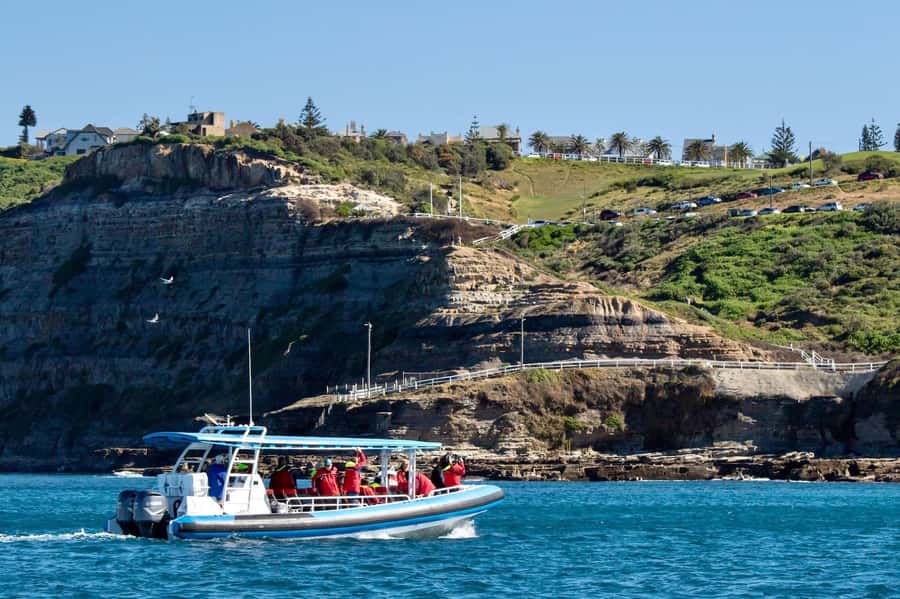 Coastal 2.5-hour Adventure Boat Tour from Newcastle - Watching for dolphins and other marine life