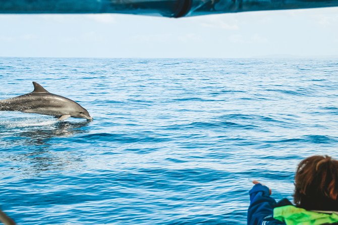 Cruise with Dolphins in Byron Bay - Why this Ballina dolphin cruise is worth considering