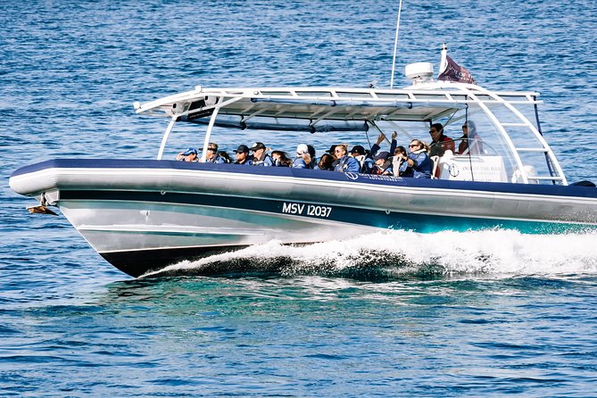 Cruise with Dolphins in Byron Bay - What happens during the 90-minute outing