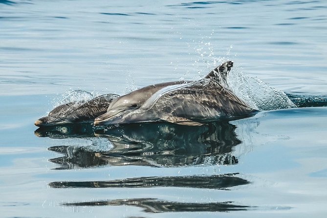 Cruise with Dolphins in Byron Bay - Watching for wild bottlenose dolphins