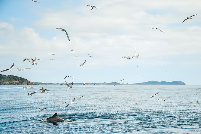 Cruise with Dolphins in Byron Bay - The Lennox Head stop and coastal scenery