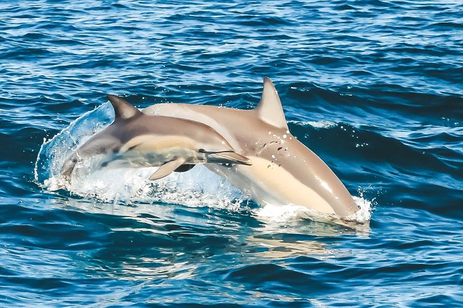 Cruise with Dolphins in Byron Bay - Price, timing, and the value of the guarantee