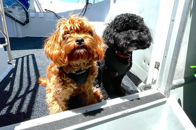 Dogs on Deck Harbour Cruise - Key things to know before you book