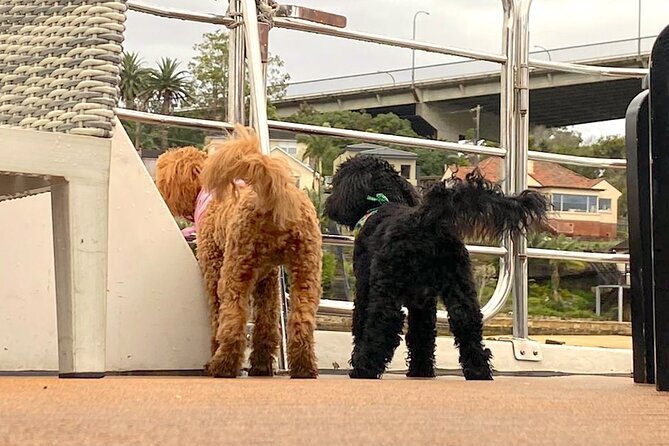 Dogs on Deck Harbour Cruise - Why the 20-person limit changes the experience