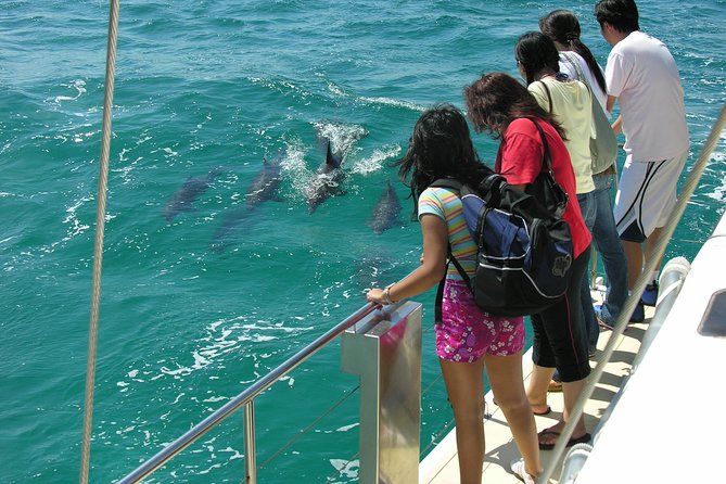 Dolphin Watch + Sailing - Port Stephens - Key points to know before you book