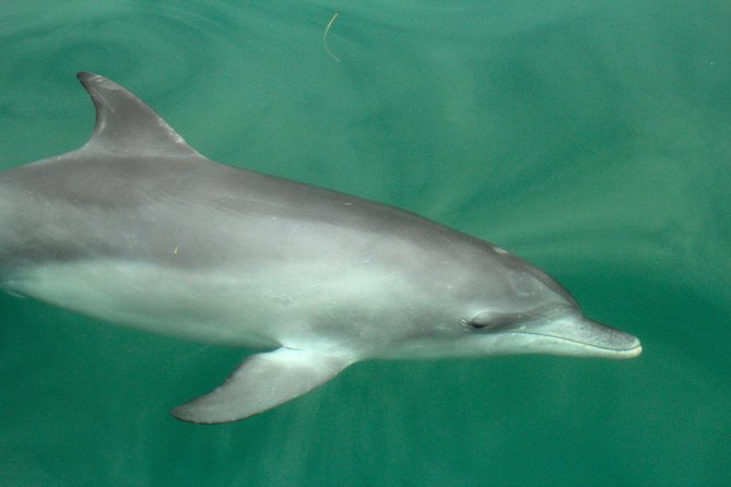 Dolphin Watch + Sailing - Port Stephens - Choosing between the dry bow-net and wet boom-net