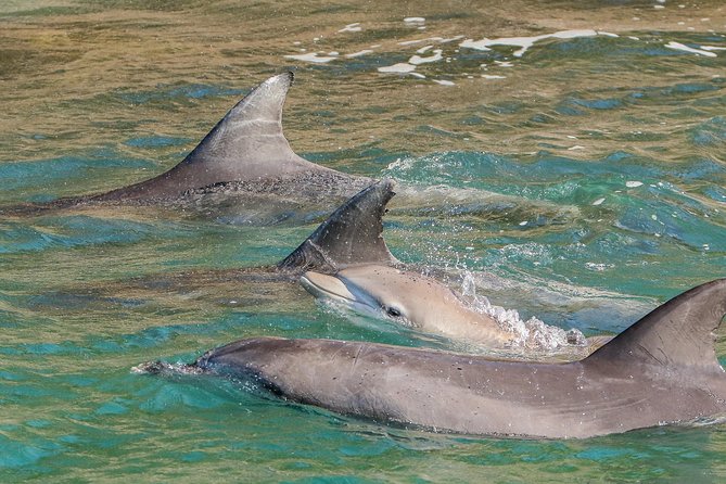 Dolphin Watch + Sailing - Port Stephens - Who will enjoy this Port Stephens cruise most?