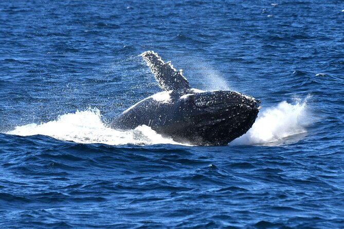 Escape Sydney: Sea Cliff Bridge, Wildlife, Kiama Coast Private - Bush roads, Aboriginal engravings, and wildlife