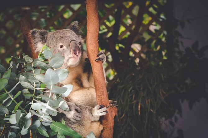 Exclusive Blue Mountains Wildlife and Bushwalk Tour From Sydney - The $135.56 price and what you receive