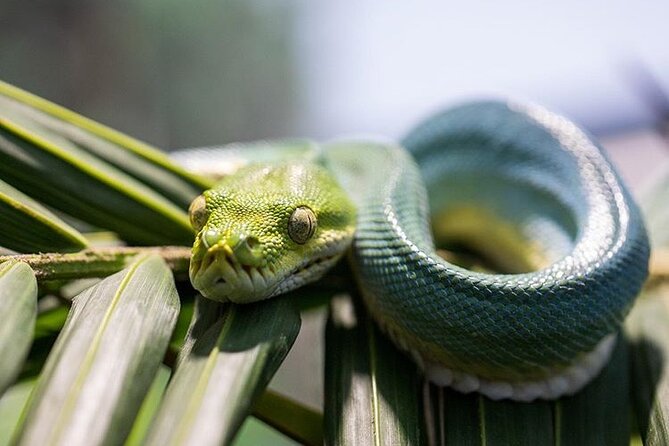 Featherdale Wildlife Park with Exclusive Private Transfers - Sydney Olympic Park and Harbour views on the way