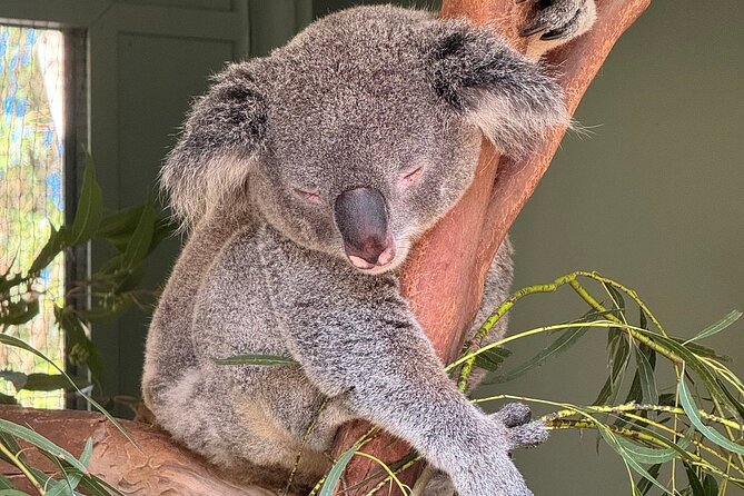Featherdale Wildlife Park with Exclusive Private Transfers - Why the private guide can make a difference
