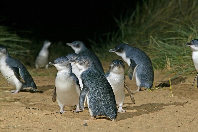 Featherdale Wildlife Park with Exclusive Private Transfers - Is €207.15 per person fair?