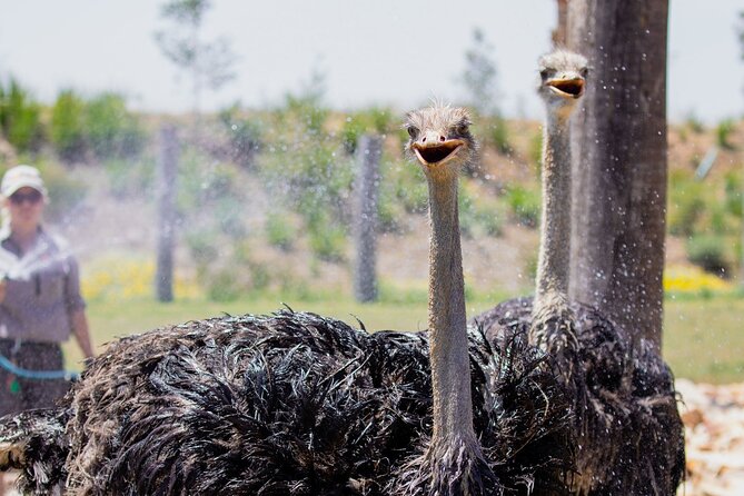 Featherdale Wildlife Park with Exclusive Private Transfers - What you can expect inside Featherdale