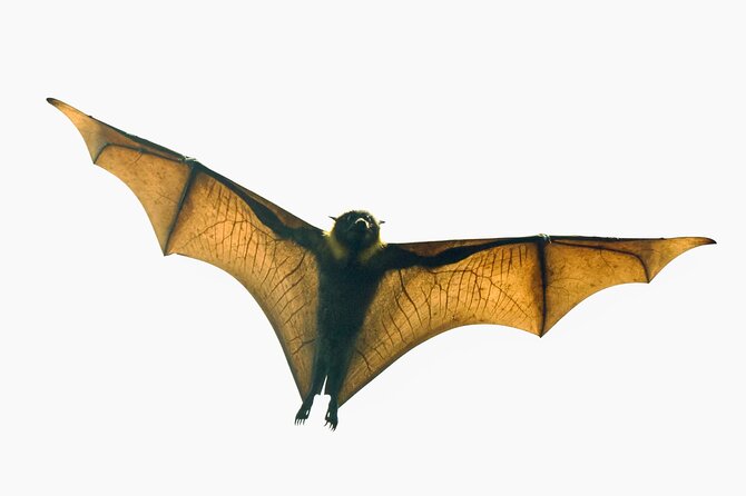 Flying Fox Experience, Thousands of Australia's Largest Bat - Key points to know before you book