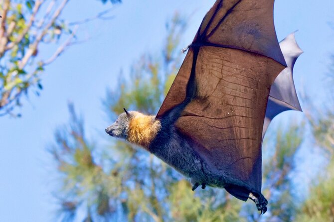 Flying Fox Experience, Thousands of Australia's Largest Bat - Why this Sydney bat outing is worth your morning