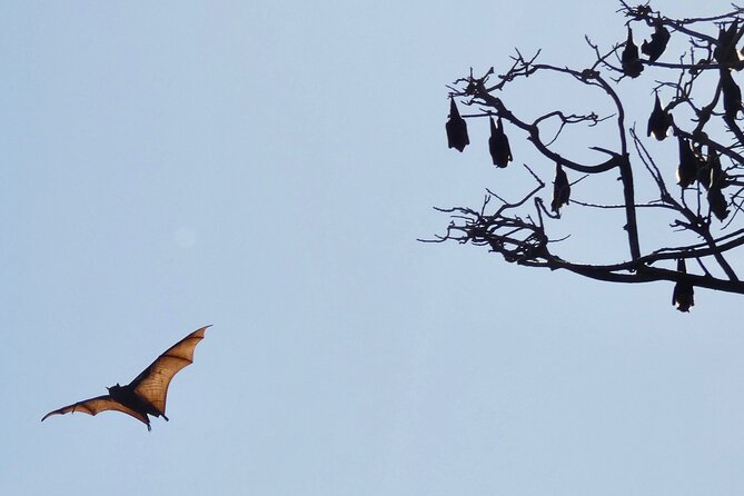 Flying Fox Experience, Thousands of Australia's Largest Bat - Price, timing, and the question of value