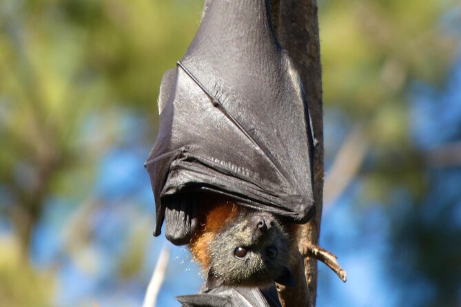 Flying Fox Experience, Thousands of Australia's Largest Bat - Who should book this flying fox experience