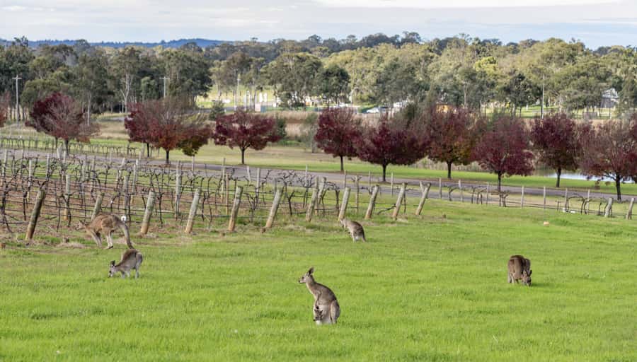 From Sydney: All Inclusive Boutique Hunter Valley Wine Tour - First winery: a gentle start to the tasting day