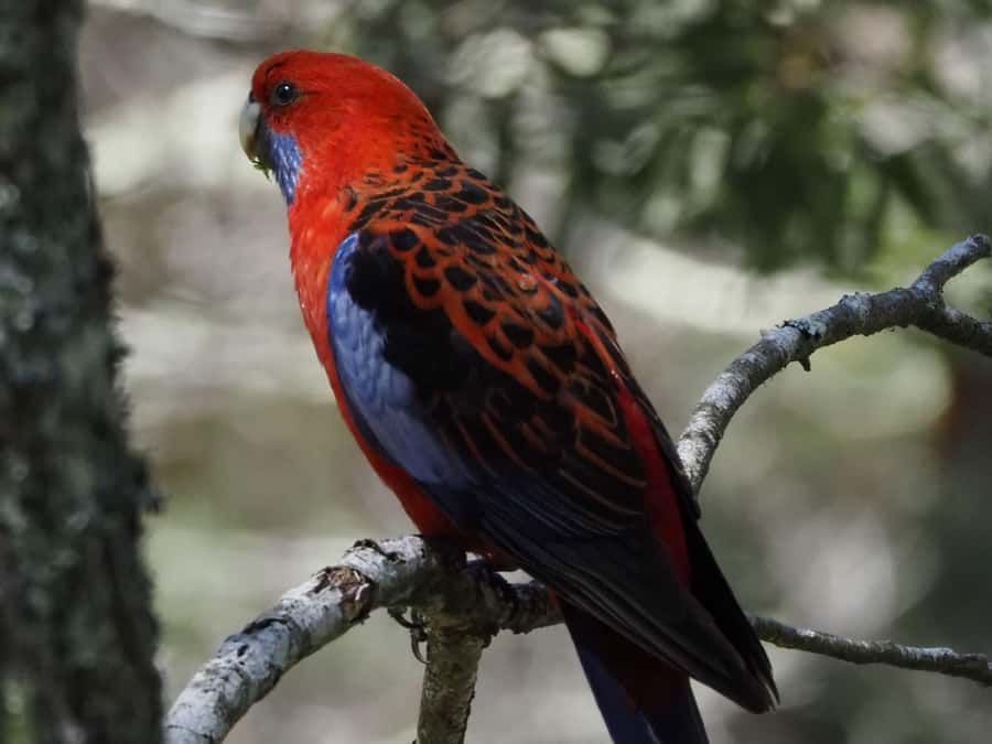 From Sydney: Australian Wildlife Safari with Lunch & Dinner - Key points at a glance