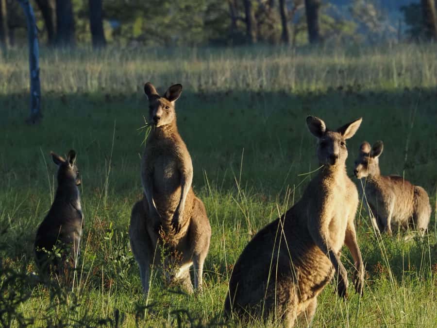 From Sydney: Australian Wildlife Safari with Lunch & Dinner - Leaving Sydney for the Southern Highlands