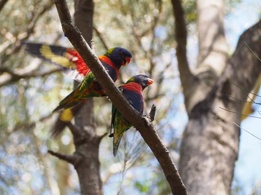 From Sydney: Australian Wildlife Safari with Lunch & Dinner - Kookaburras, rosellas and cockatoos in daylight
